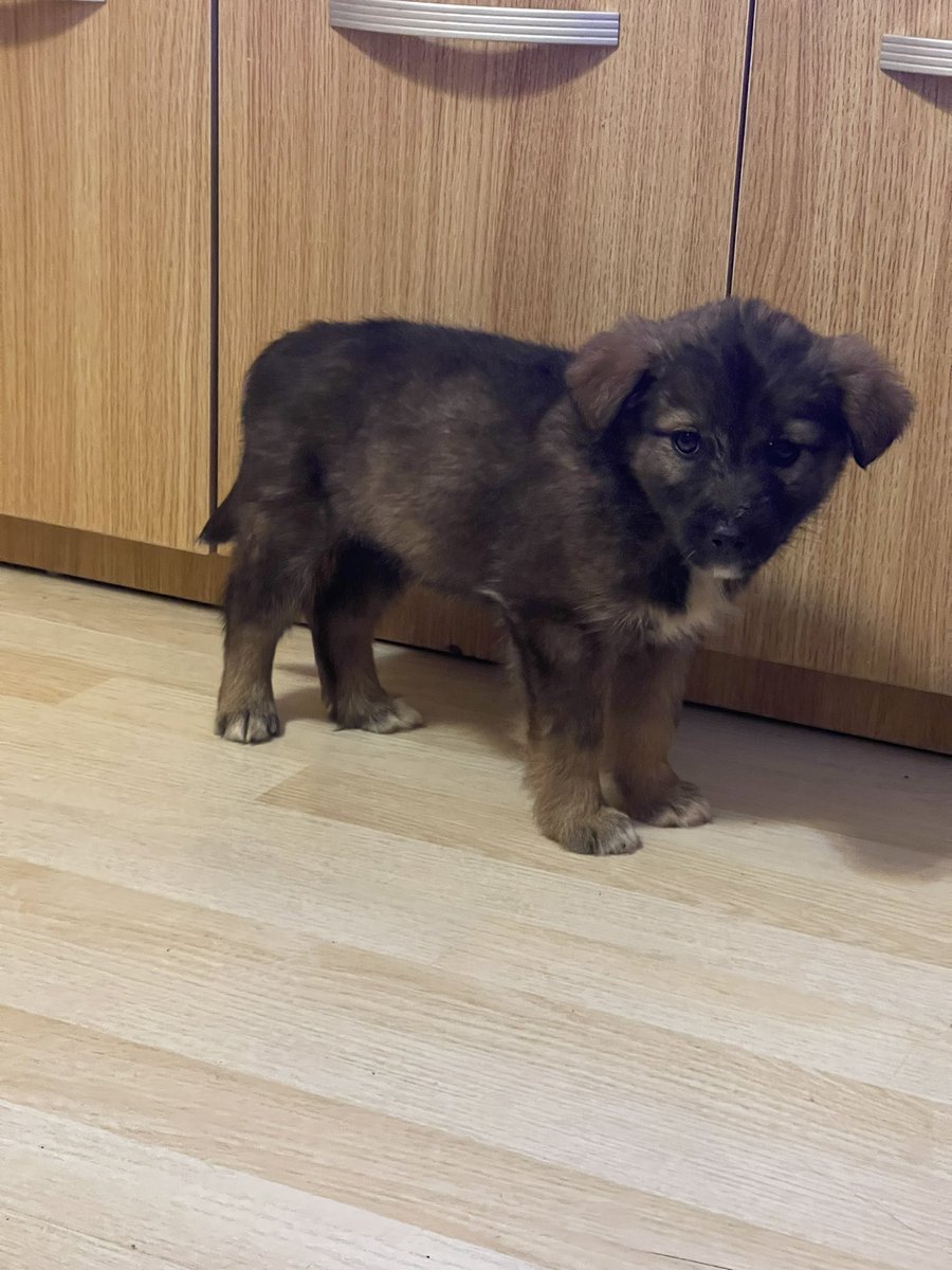 Амьтанд хайртай хариуцлагатай тэжээх хүнд өгнө