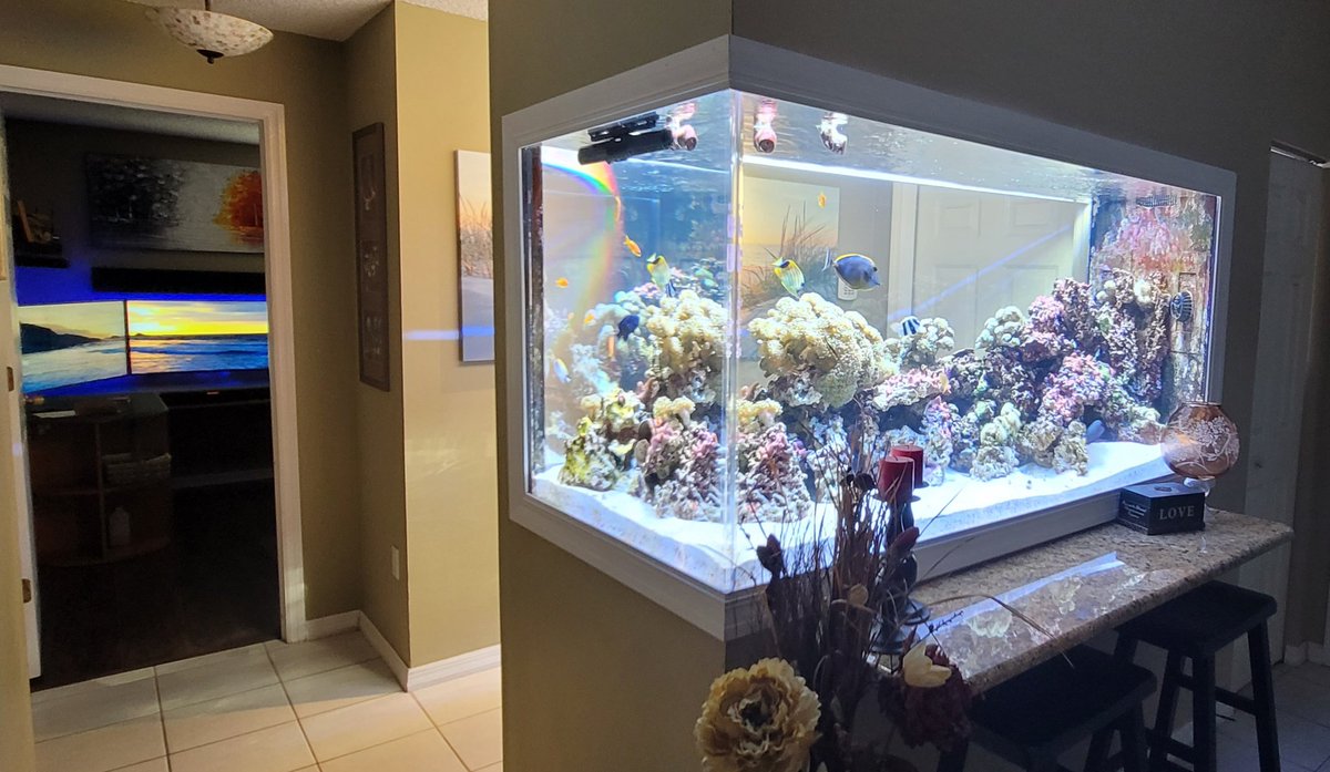 jdpiii3's tweet image. My 400 gallon natural sunlit reef tank.
#reef #reeftank #coral #reefaquarium #aquarium #saltwateraquarium #allmymoneygoestocoral #reefporn #reefaddict #saltwatertank #coralreef #reefers #corals #fishtank #reeflife #coralporn #coralreeftank #eatsleepreef #nanoreef #reefer