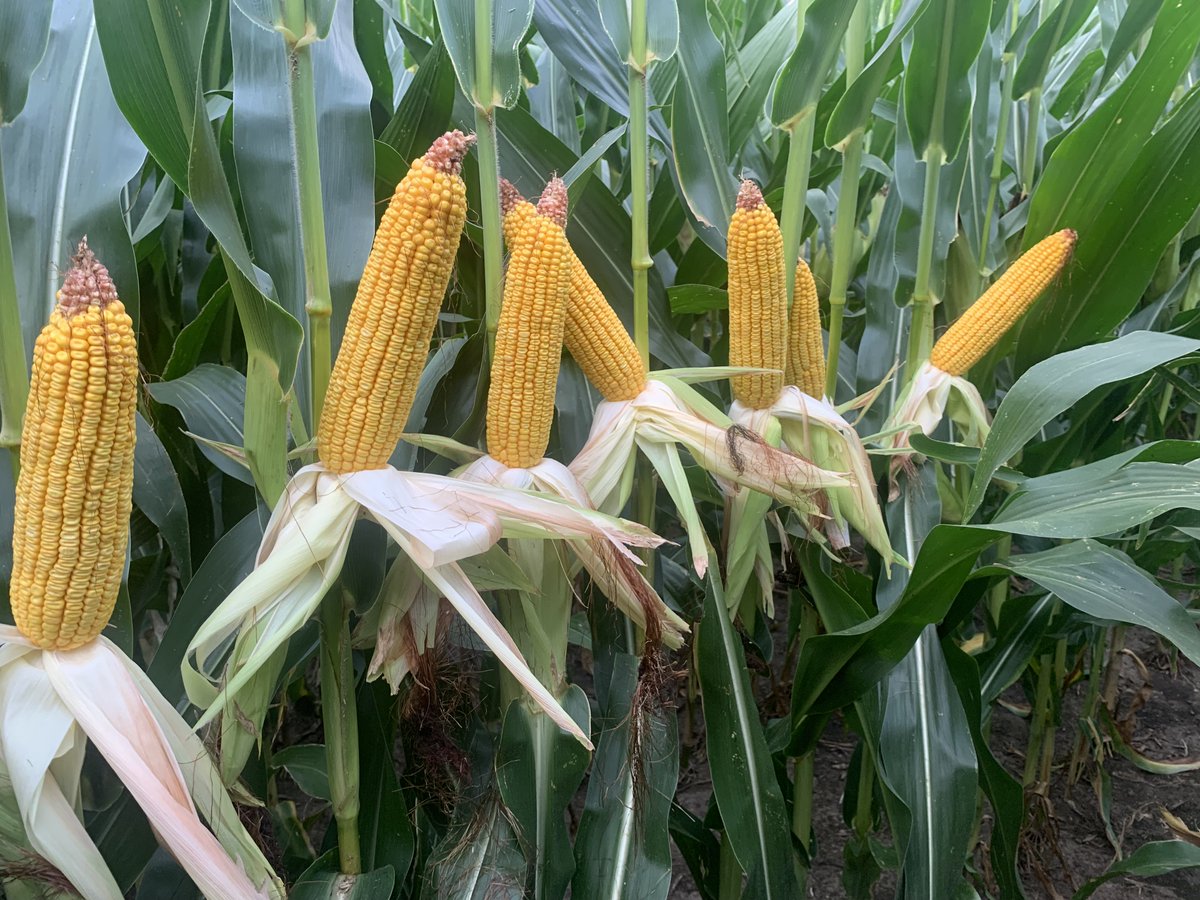 Mike_Eiberger's tweet photo. We have a lot to be thankful for in West-Central Illinois! Really excited to see the newest class of Corn Revolution hybrids from @PioneerSeeds continue to move the needle in a BIG way!! Introducing the newest 117 day Qrome hybrid - P1742Q... aka #Yieldzilla https://t.co/IoRXUmGezq