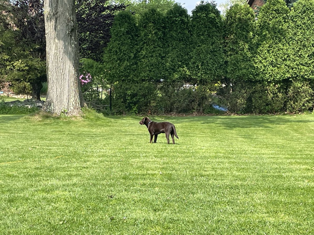 DoodleSidney's tweet photo. @Violet_theNewfy I get to have all of this green space to play ❤️ https://t.co/sku1OqkaJ2
