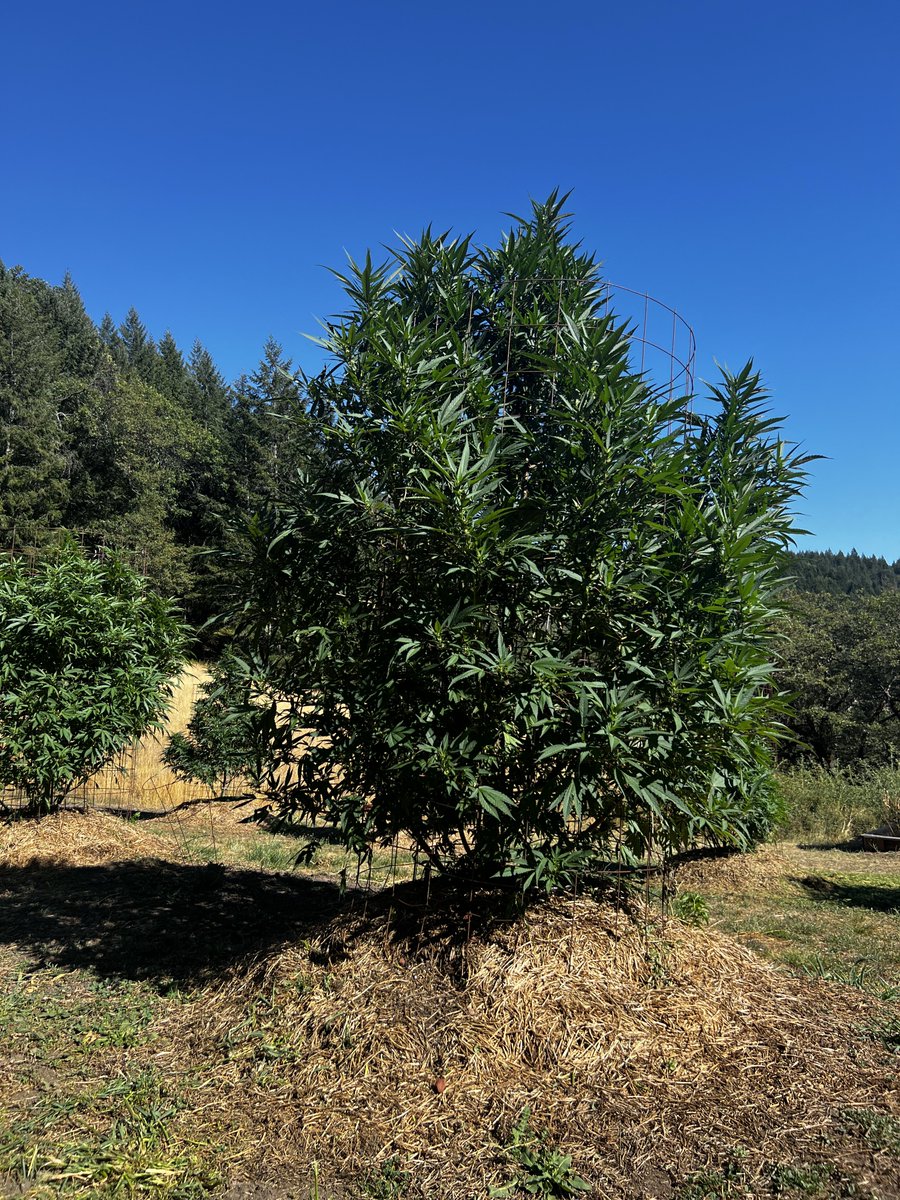 cryptocannagen's tweet photo. Watered my plants today. 40 gallons of water/plant. 13ft tall; one more month to grow @Mmemberville_ @Jruffhouse https://t.co/B5MjB2Cnbd