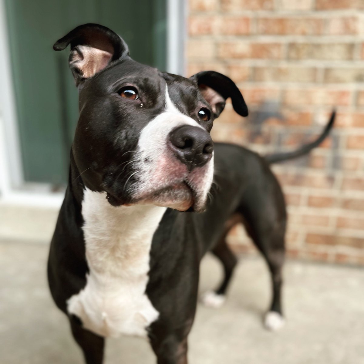 MickeyARTProd's tweet photo. @dog_rates @Trupanion Jewlezaphine Barker https://t.co/00b0dz7fz4