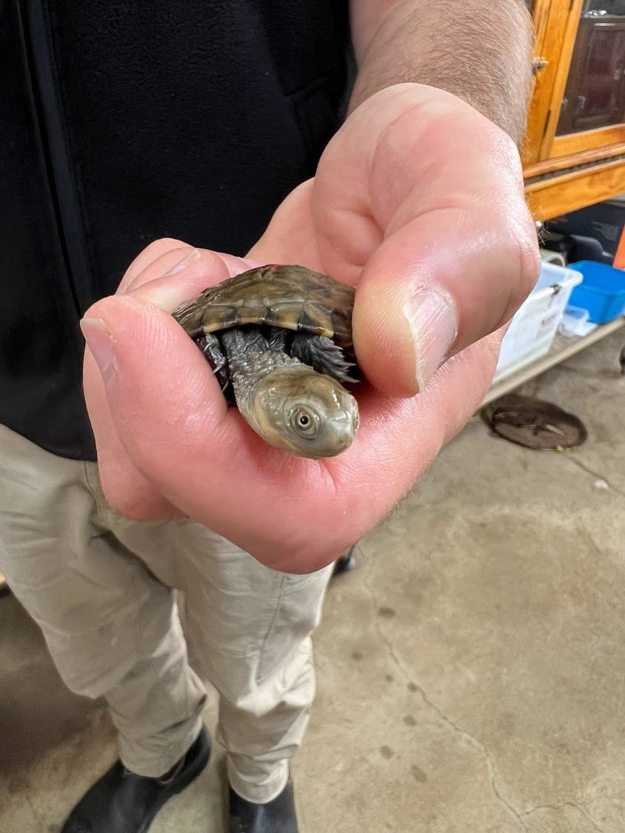 bajo's tweet photo. 🐢LIVE TURTLE CAM TODAY!🐢

At 4:30pm AEST: a sponsored stream for TMNT: The Cowabunga Collection,

AND I'll be raising money for @ZoosSA (a not for profit charity) who are helping to breed the critically endangered Western Swamp Tortoise!

Donation goals to feed them as well! https://t.co/hZbuazwszh
