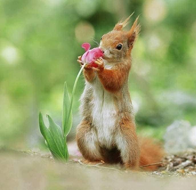 somosunicos01's tweet photo. Disfruta de los pequeños detalles que te da la vida  🐿️🌷 https://t.co/TANou2TMNe