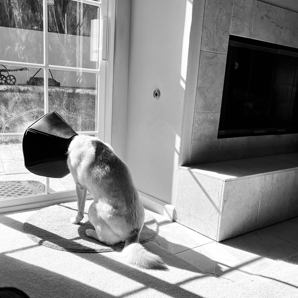 JustBrandice's tweet photo. I made bad choices. #coneofshame #DogsofTwittter #dog #Sad #leiatheamazingdog https://t.co/fdMXlrzmmN