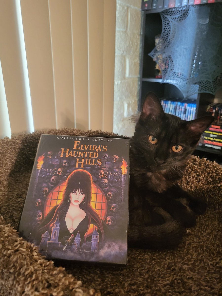 Jtmck284's tweet photo. Now Watching, ELVIRA'S HAUNTED HILLS (2001)
#elvirashauntedhills @Scream_Factory #samirvin @TheRealElvira #richardobrien #maryscheer #scottatkins #nowwatching #horrorfilms #horrorfan #blurayhorror #blurayfan #2000shorror #2000sfilm #firsttimewatch #100HorrorMoviesin92Days https://t.co/cmt5QdBmQU