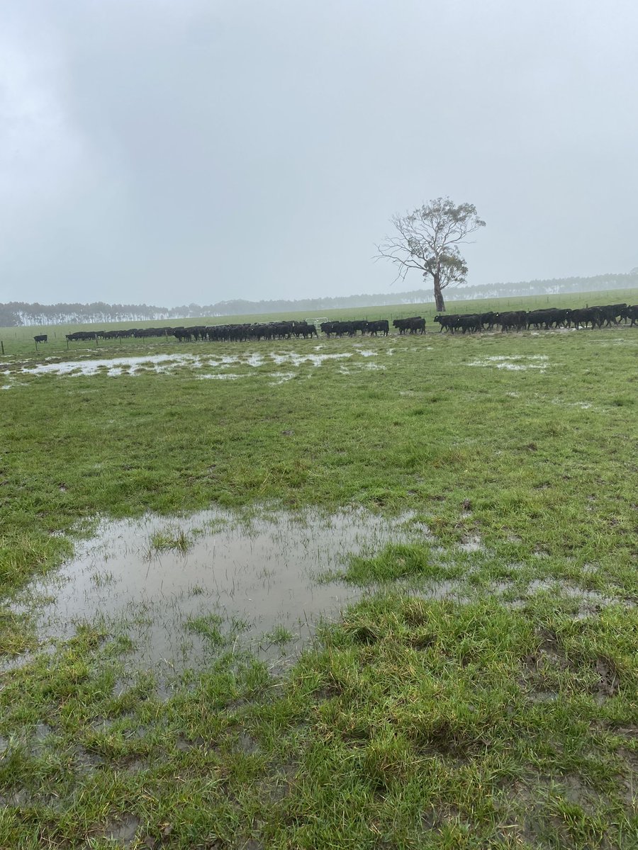 g_gubbins's tweet photo. After a dry winter for us, the heavens have opened #40mm #steers #paddockmove #redmeat #angus #southwestvic #redmeatambassador (and yes lambing has just started๐ฉ) https://t.co/2biENquAdR