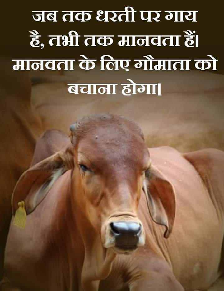 ShravanSRP's tweet photo. @SureshChavhanke @TigerRajaSingh @OmMathur_bjp @KapilMishra_IND @narendramodi @myogiadityanath @yogrishiramdev @AmitShah @rashtrapatibhvn @DN_Thakur_Ji @Ra_THORe @ashokgehlot51 @SrBachchan @akshaykumar @iamsunnydeol @usrp1973 @DDNewsHindi @dasraghubar @karansinghnet @SatishPooniaBJP @VasundharaBJP @ppchaudharybjp @gssjodhpur @harish25041 @PiyushGoyal @deepikapadukone @RanveerOfficial @drcpjoshi @Swamy39 @Tejasvi_Surya @nitin_gadkari @DilipRath10 @ravoria @DrKathiria @jai_krishnaa @cowsblike @girirajsinghbjp @NDDB_Coop @dairytodayin @DairyGyanIndia @GauPrem @Goumatha @KailashBaytu @AshwiniUpadhyay @girdharisingh71 @virendra79 @indigenouscows @RSSorg @chidswami जब तक धरती पर गाय है, तभी तक मानवता हैं। मानवता के लिए गौमाता को बचाना होगा। https://t.co/D45dNTyiZB