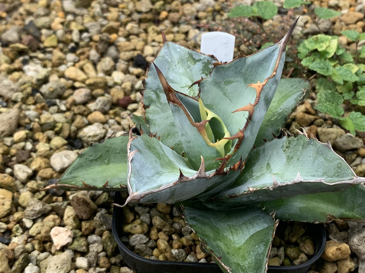 地植えチタノタブルーも コンパクトでよい。 冬前までこのままや