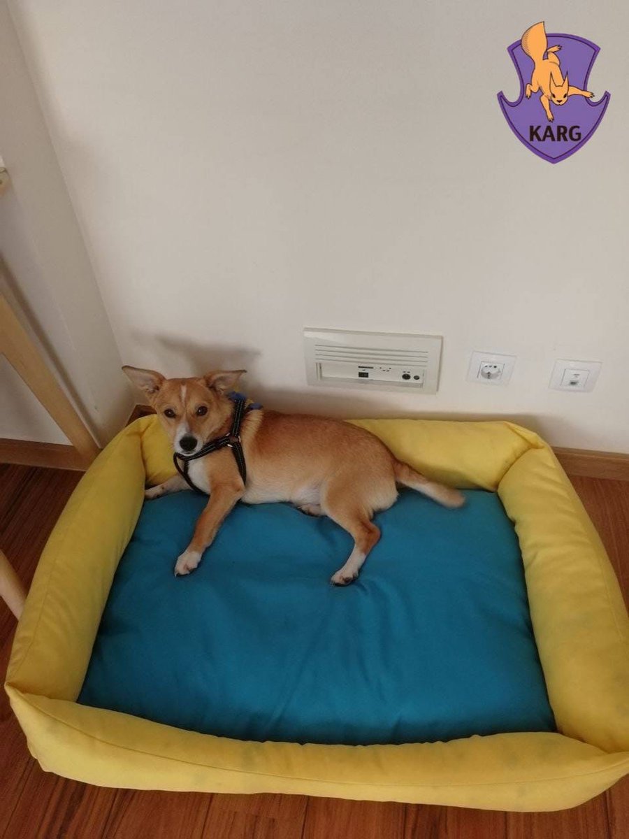 nexta_tv's tweet photo. A family from #Portugal adopted a dog that miraculously survived the occupation in #Irpin, reports the #Kyiv Animal Rescue Group.
The dog had a huge wound on his neck and was named after the city where he was found - Irpin. https://t.co/qTgJd5wTtp