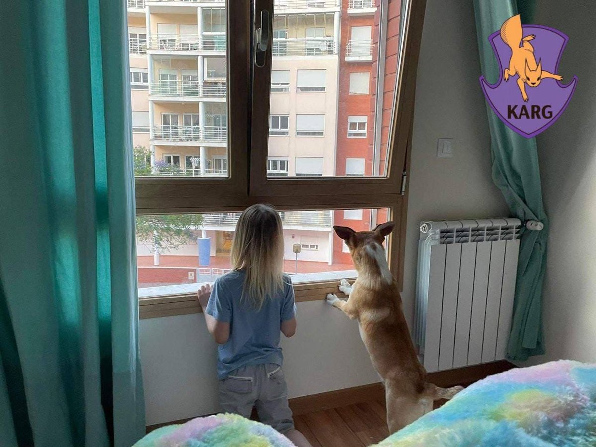 nexta_tv's tweet photo. A family from #Portugal adopted a dog that miraculously survived the occupation in #Irpin, reports the #Kyiv Animal Rescue Group.
The dog had a huge wound on his neck and was named after the city where he was found - Irpin. https://t.co/qTgJd5wTtp