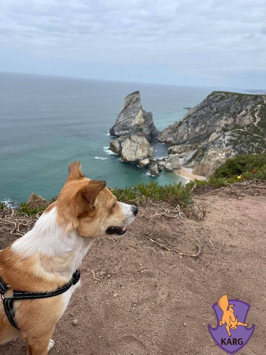 nexta_tv's tweet photo. A family from #Portugal adopted a dog that miraculously survived the occupation in #Irpin, reports the #Kyiv Animal Rescue Group.
The dog had a huge wound on his neck and was named after the city where he was found - Irpin. https://t.co/qTgJd5wTtp