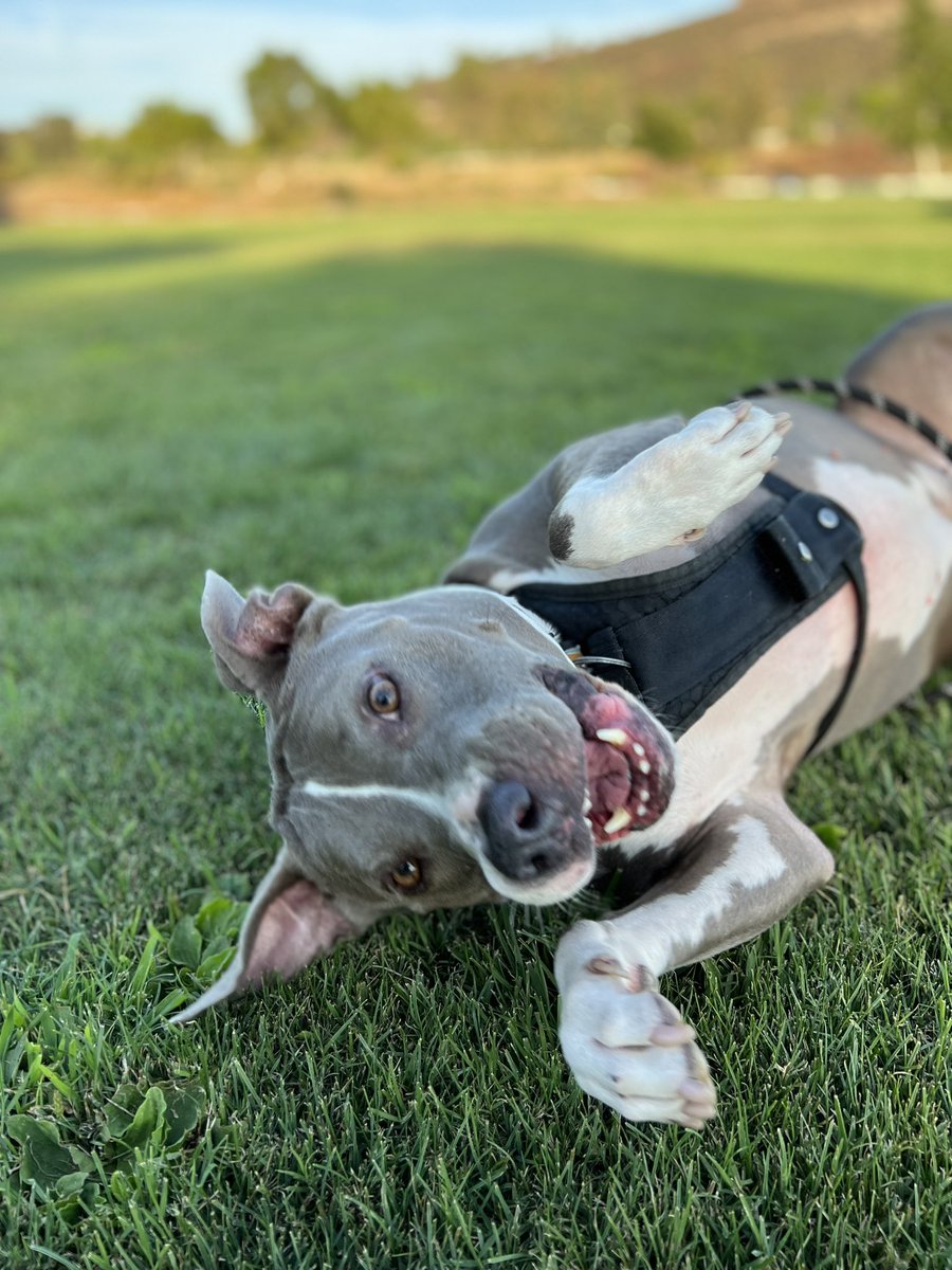 andy manoushagian tweet media