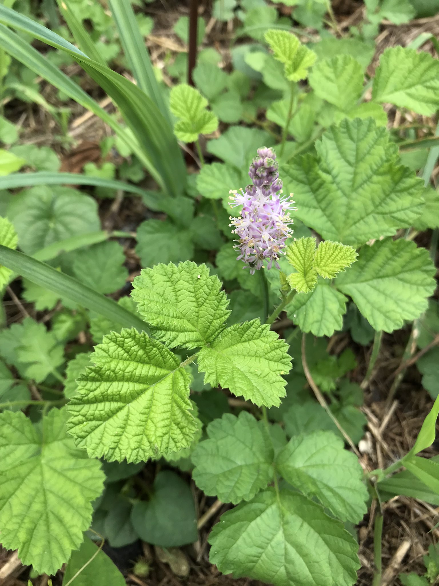 ツルボ Twitter Search Twitter