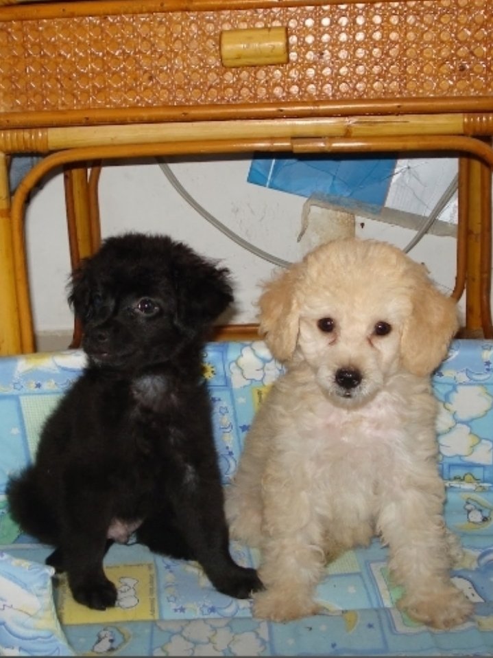 ula3501's tweet photo. Foto fue tomada el 5 /12 /2007, mi princesa y mi azabache tenían 2 meses de vida 14 años después mi azabache cruzo el arcoíris 🌈 y 11 meses después mi princesa fue a su encuentro en el cielo de los 🐕 .15 años  de amor  incondicional. EN CASA SE LES EXTRAÑA MUCHO MIS CHIQUITOS. https://t.co/X7N1pfpQUv