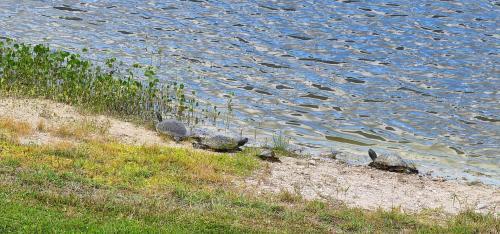 RubyRedSlider tweet picture