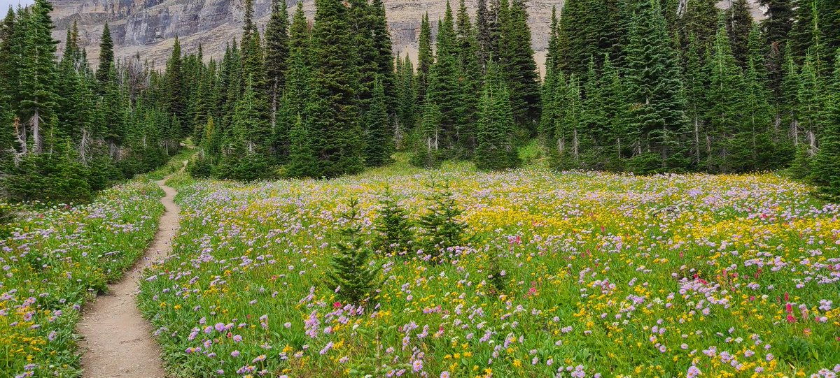 lohmama's tweet photo. @DanRather Glacier Natl Park https://t.co/BFJlggWChA