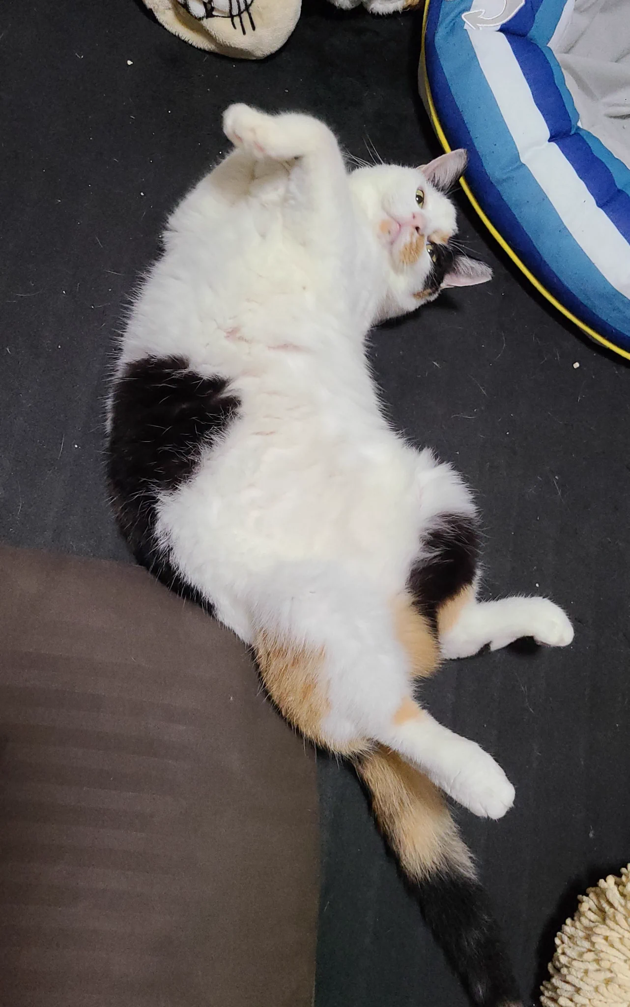 @hidekiccan トカゲちゃんの勘違い、可愛い過ぎますね😆
😺「トカゲちゃんそっちじゃにゃくて、こっちなのにゃ」 