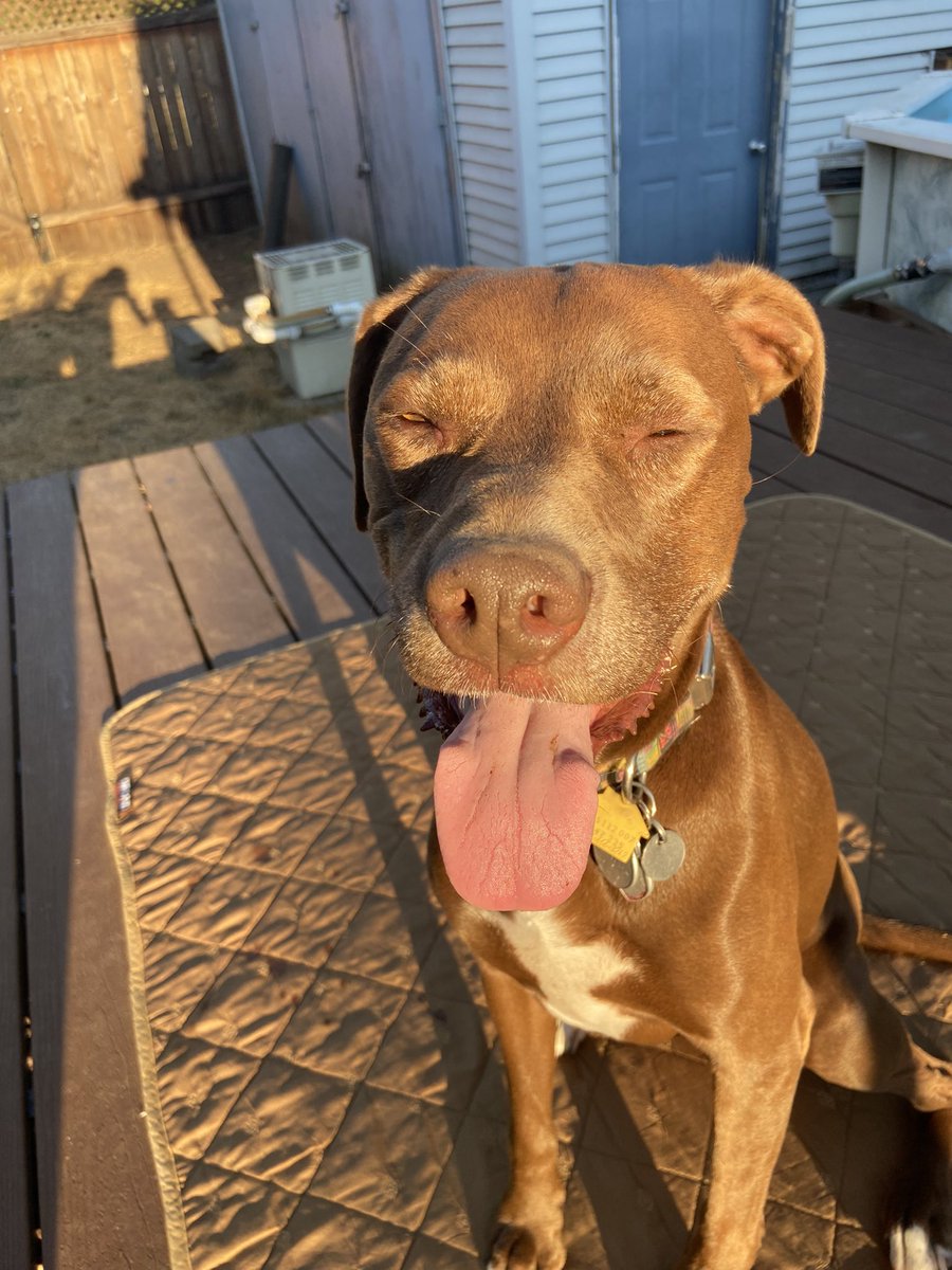 TweetlessBirdie's tweet photo. @dog_rates @Trupanion My puppy Tetris at golden hour soaking in the sunshine with her perfect smile ☀️ https://t.co/JxwxjMcRlK