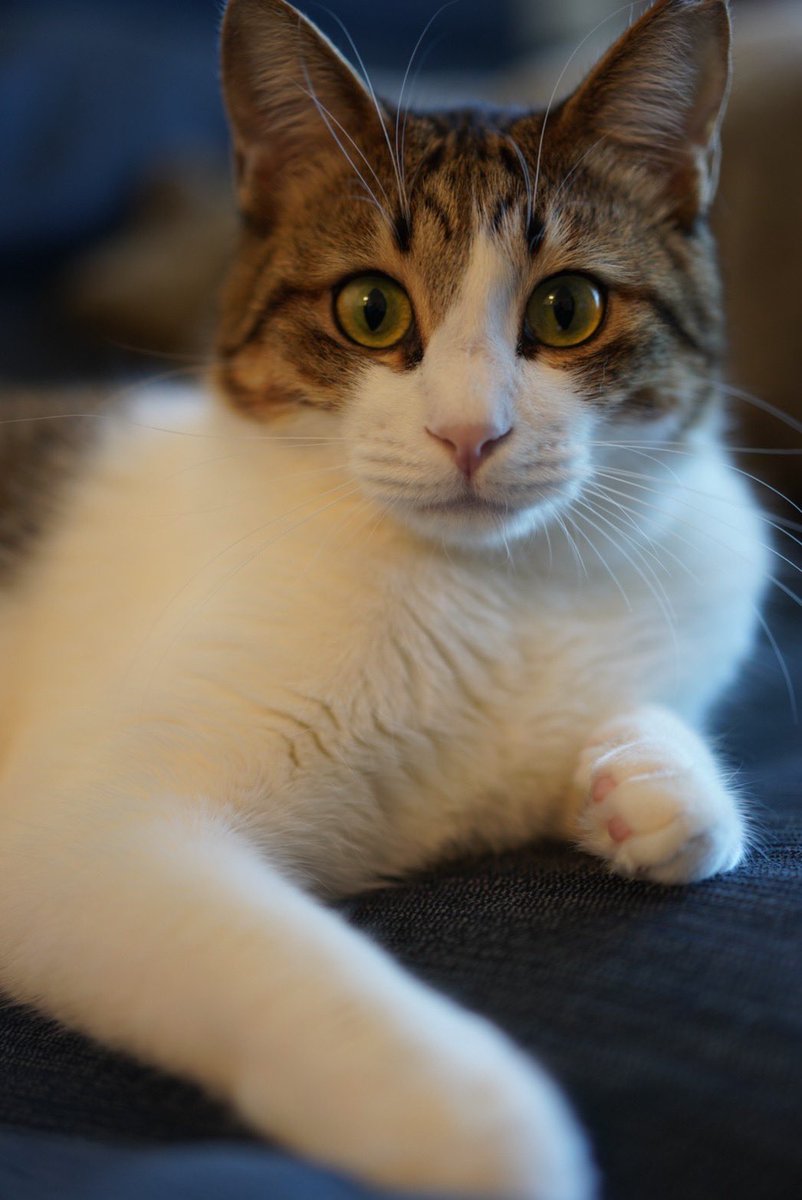 CjB8mjEd4qVMvRj's tweet photo. 迷い猫、捜索中です。
目撃情報お待ちしております。
2022/8/15 深夜、豊洲二丁目周辺で逃してしまいました。数日間はパークシティ敷地内で目撃されたものの、8/20以降は目撃情報が途絶えています。

キジトラ白、体が大きい、オス去勢済み、サクラ耳が特徴です。

#迷い猫
#保護猫
#キジトラ
#豊洲 https://t.co/7CmkDbhOY1