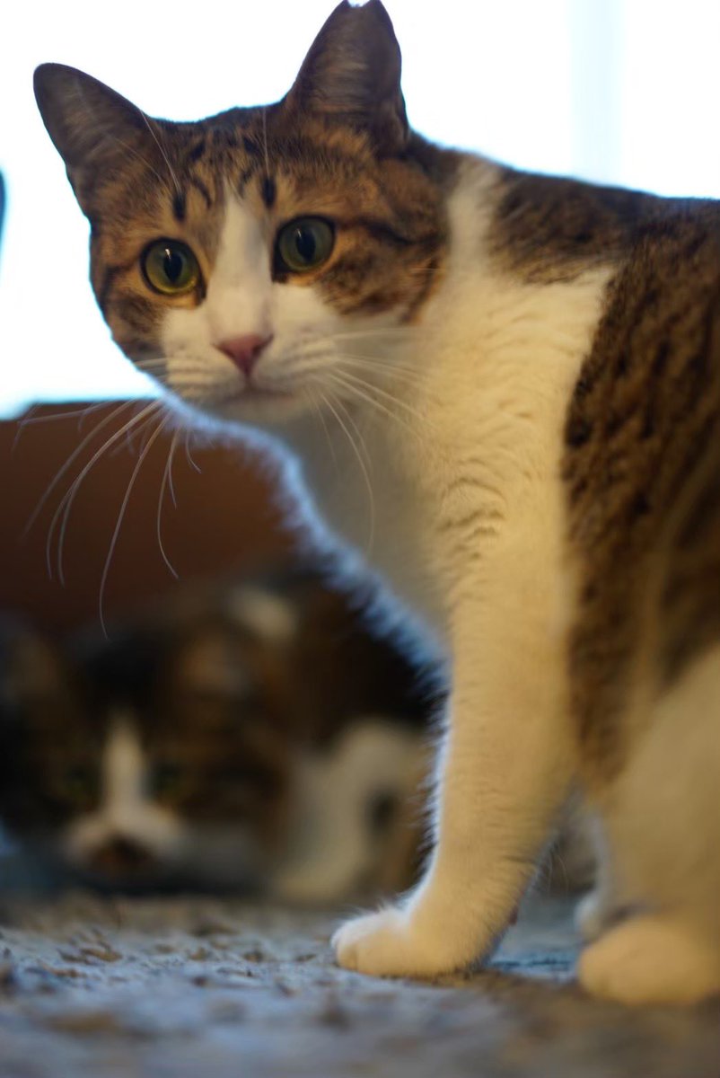 CjB8mjEd4qVMvRj's tweet photo. 迷い猫、捜索中です。
目撃情報お待ちしております。
2022/8/15 深夜、豊洲二丁目周辺で逃してしまいました。数日間はパークシティ敷地内で目撃されたものの、8/20以降は目撃情報が途絶えています。

キジトラ白、体が大きい、オス去勢済み、サクラ耳が特徴です。

#迷い猫
#保護猫
#キジトラ
#豊洲 https://t.co/7CmkDbhOY1