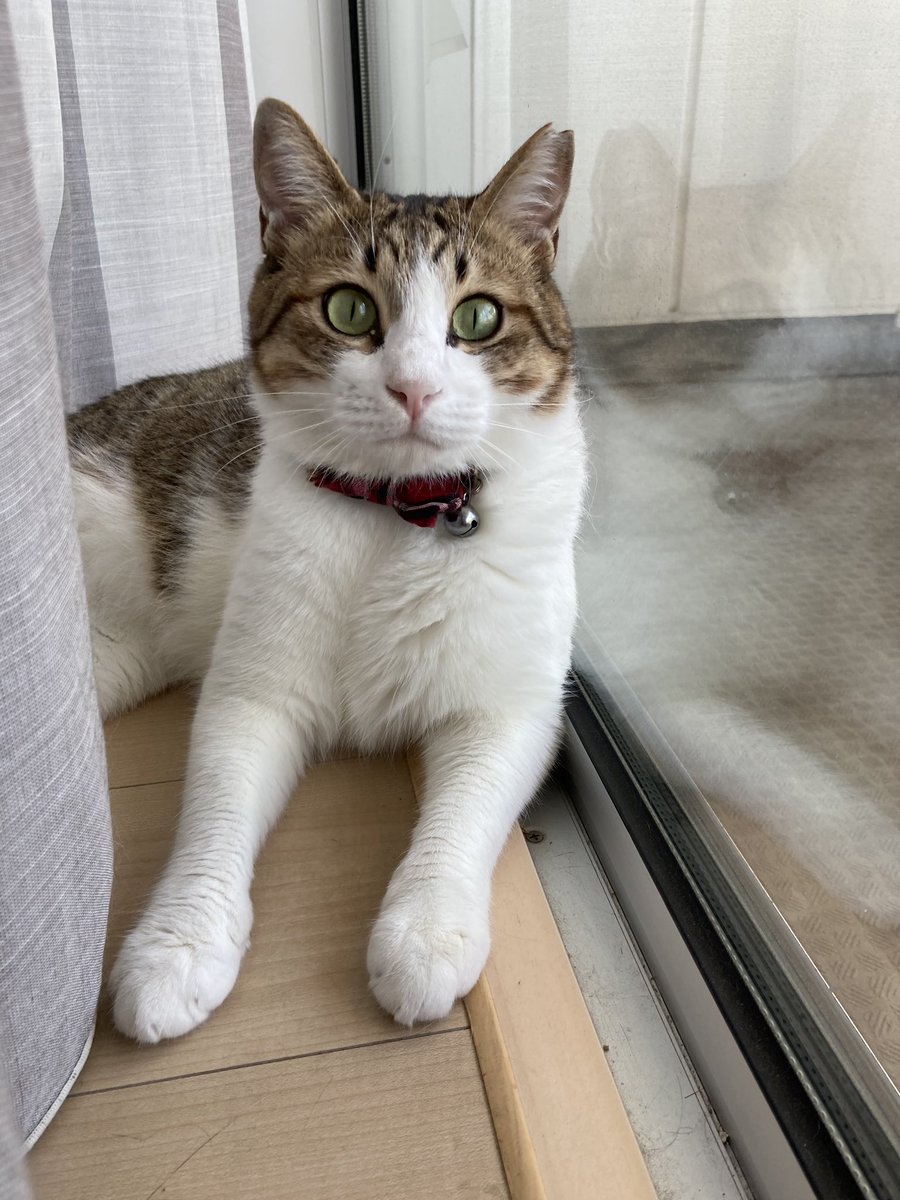 CjB8mjEd4qVMvRj's tweet photo. 迷い猫、捜索中です。
目撃情報お待ちしております。
2022/8/15 深夜、豊洲二丁目周辺で逃してしまいました。数日間はパークシティ敷地内で目撃されたものの、8/20以降は目撃情報が途絶えています。

キジトラ白、体が大きい、オス去勢済み、サクラ耳が特徴です。

#迷い猫
#保護猫
#キジトラ
#豊洲 https://t.co/7CmkDbhOY1