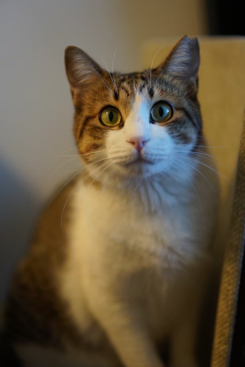 CjB8mjEd4qVMvRj's tweet photo. 迷い猫、捜索中です。
目撃情報お待ちしております。
2022/8/15 深夜、豊洲二丁目周辺で逃してしまいました。数日間はパークシティ敷地内で目撃されたものの、8/20以降は目撃情報が途絶えています。

キジトラ白、体が大きい、オス去勢済み、サクラ耳が特徴です。

#迷い猫
#保護猫
#キジトラ
#豊洲 https://t.co/7CmkDbhOY1