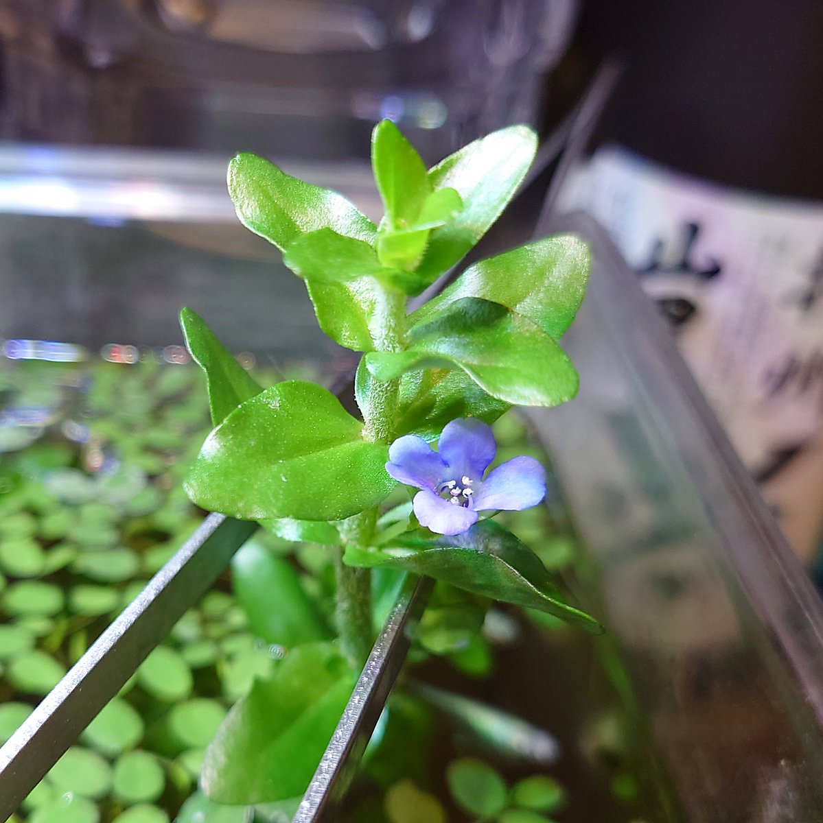 ウォーターバコパ Twitter Search Twitter