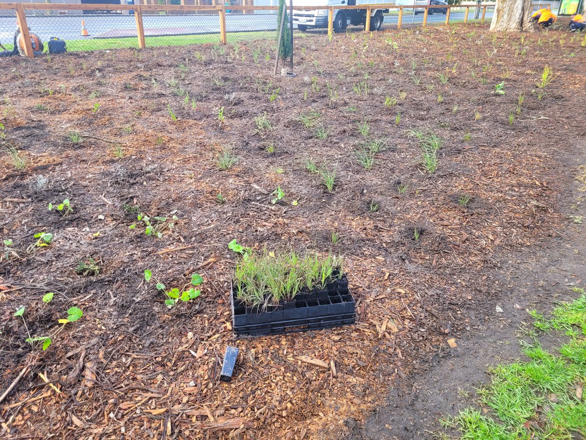 You grow, gurl! 

Take a peek at the first 2,500 of 10,000 plants being planted in the new beds at Elsternwick Park South 🌱

The new #NativeGarden will nurture a #WildlifeFriendly habitat and increase biodiversity in the neighbourhood🦋

#NewPlants #ButterflyFriendlyPlanting