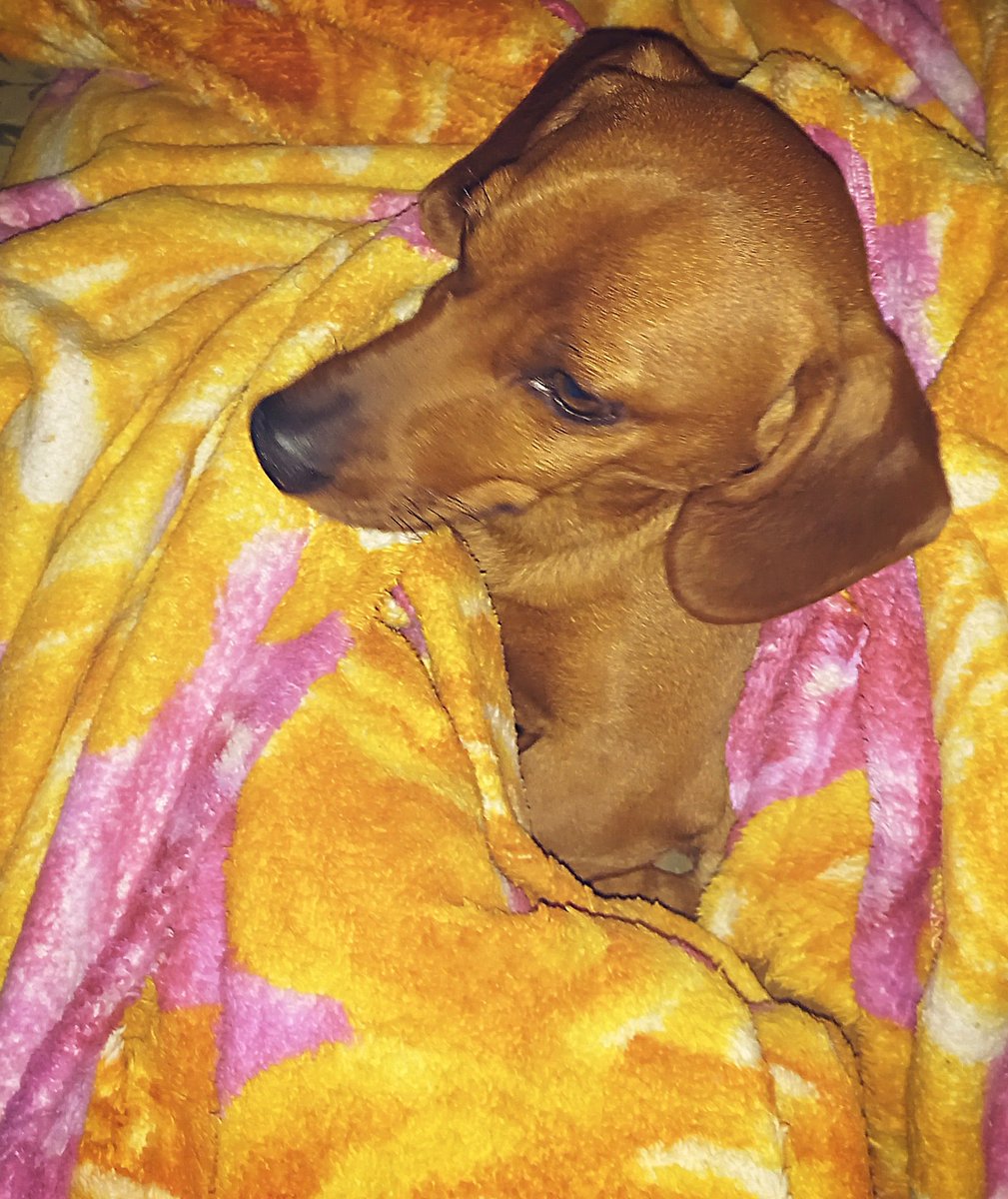 JulioNell1's tweet photo. E quando eu percebi, já tinha perdido meu cobertor!
#MeuBb
#Frederico
#Fredinho
#Fred
#salsichinhas
@Salsichinhass @salsichinhas https://t.co/3PNNT97Oh4