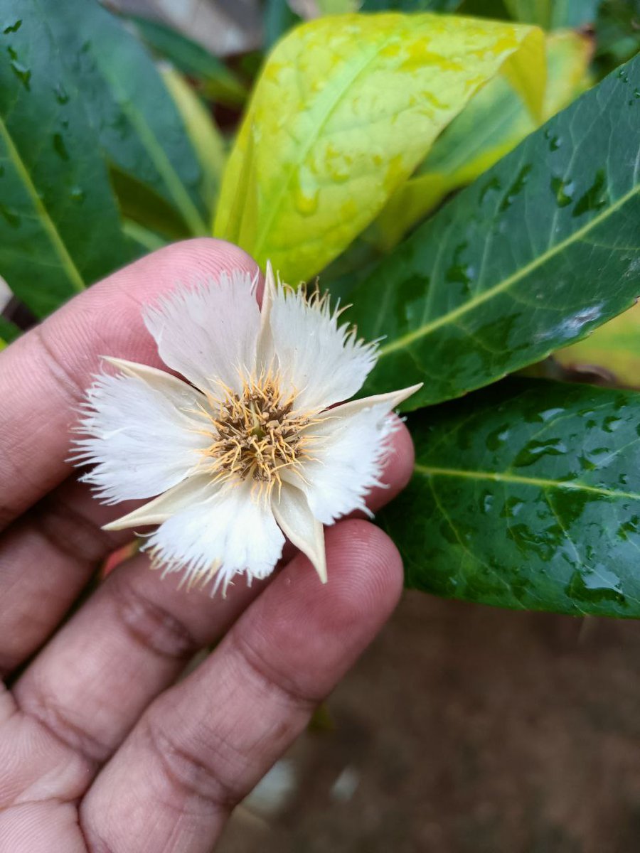 RahulTikariha's tweet photo. जय बाबा काशी विश्वनाथ जी, रूद्राक्ष पुष्प के साथ❤️
@BemetaraDist https://t.co/458CTNl03p