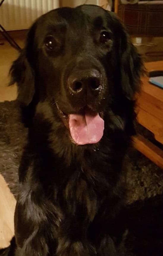 Happy #TongueOutTuesday from my lovely big brother.

#dog #dogsoftwitter #happiness #FlatCoatedRetriever