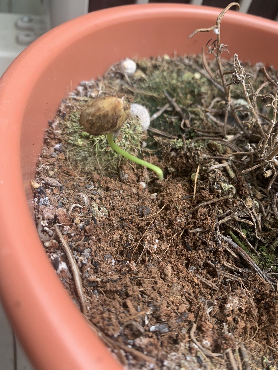 大事にしてたローズマリーが
枯れちゃって

ヤケクソで
夕飯の枝豆植えてみたら

発芽してる🌱