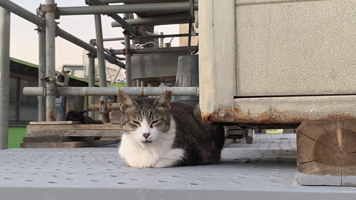 おすもうペット (@osmopet) on Twitter photo 