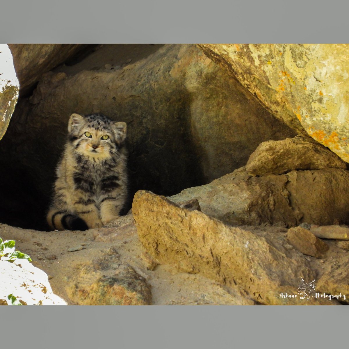 MThiksay's tweet photo. Pallas' Cat
Ladakh 2022
#pallascat #pallas #catsofindia #manul #pallascats https://t.co/GXZJI4dWt5