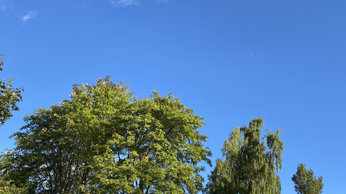 katjajrasanen's tweet photo. 167 🇺🇦- bright blue sky, cool air
Sound: Fieldfare
Sight: Redwing (settling on a sunny birch top to scout the surroundings)
- in the soundscape fieldfare rattle mixes with that of magpies’
#FirstOfTheDay #birds #hope #PeaceForUkraine https://t.co/p9TVCBsyjw