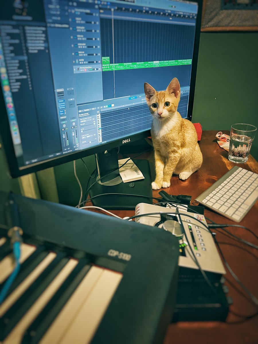 Little late night recording buddy! 
#CatsofTwittter 
#cat 
#kitten
#KittensOfTwitter 
#universalaudio 
#apollotwin 
#logicprox
#hobbes
#gingertabby