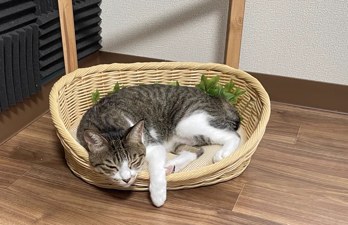 最初つかってくれなかったのですが、またたびをまいてつったら使ってくれるようになった。作戦大成功 