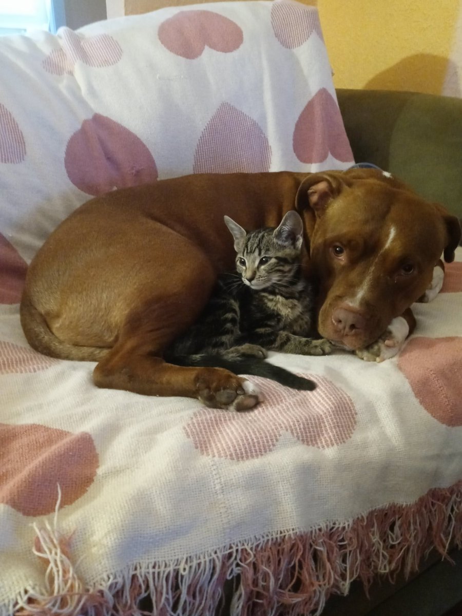 koskygill's tweet photo. @dog_rates @Trupanion My cleo and Lilly the cat. https://t.co/2q4ELgYt7t