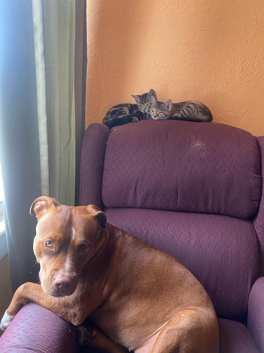 koskygill's tweet photo. @dog_rates @Trupanion My cleo with Lilly and Maura https://t.co/xKBHMQtWYa