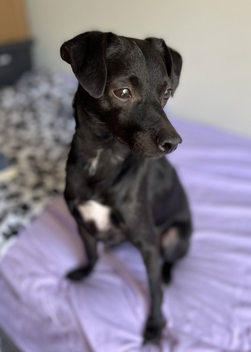 Luke_n_Chester's tweet photo. Our Hooman seemed a bit down today…so I let her do a photo shoot with me, help distract her

What good therapy #servicedogs do
We watch our hooman’s back❣️

🖤from Luke🐾
#dogsoftwitter #RescueDogs #mixbreed #terrier #Chihuahua #Italiangreyhound #dachshund #unique #AdoptDontShop https://t.co/XVOw0zfTZ1