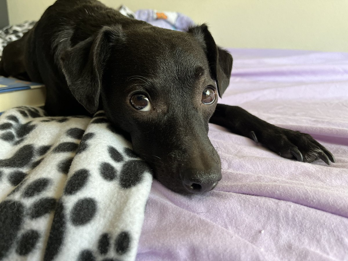 Luke_n_Chester's tweet photo. Our Hooman seemed a bit down today…so I let her do a photo shoot with me, help distract her

What good therapy #servicedogs do
We watch our hooman’s back❣️

🖤from Luke🐾
#dogsoftwitter #RescueDogs #mixbreed #terrier #Chihuahua #Italiangreyhound #dachshund #unique #AdoptDontShop https://t.co/XVOw0zfTZ1