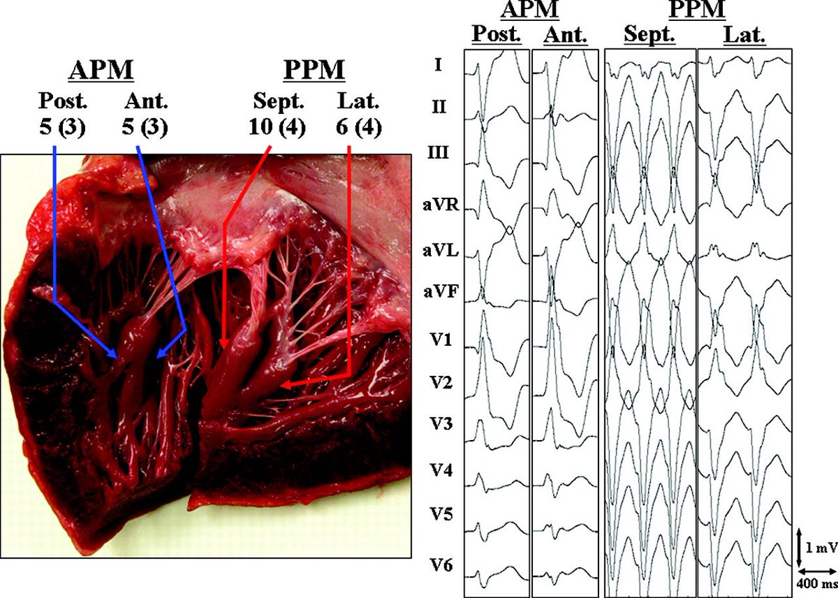 Shadi Kalantarian, MD, MPH tweet media