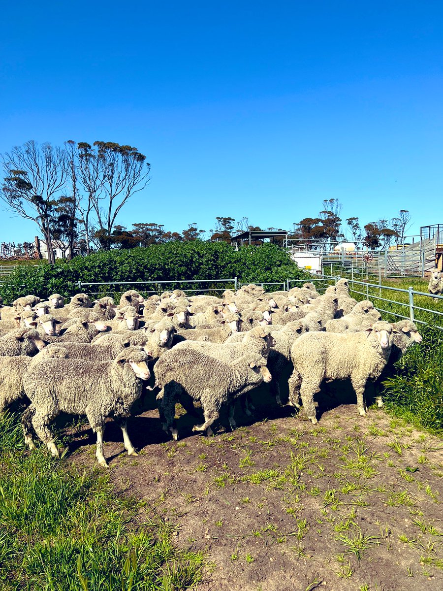 snoopdingo's tweet photo. My entry for the biggest marshmallow comp- wether hoggets for size comparison #muelsingtomorrow 😬 https://t.co/acjIYYhXfw