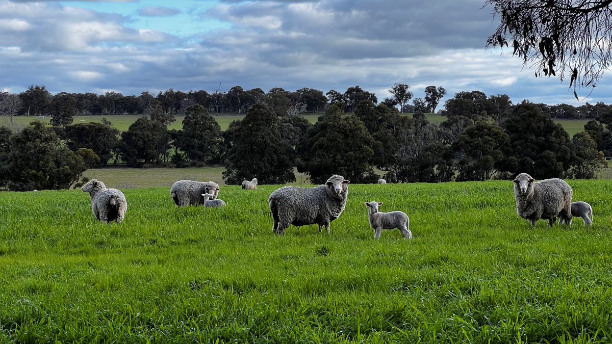 andersonpolls's tweet photo. Paddock feed has been tight this year so the ewe lambs went onto a barley crop for lambing, which has allowed them to continue to grow. #mixedfarming thankful to have that option. #Andersonrams https://t.co/kNONR45161