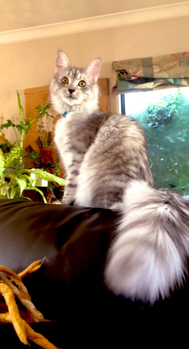 Courtneyscholl1's tweet photo. Gorgeous✨ #cat #CatsOfTwitter #gorgeous #photography #PhotoOfTheDay #CatsofTwittter https://t.co/5JIMt8VZMg
