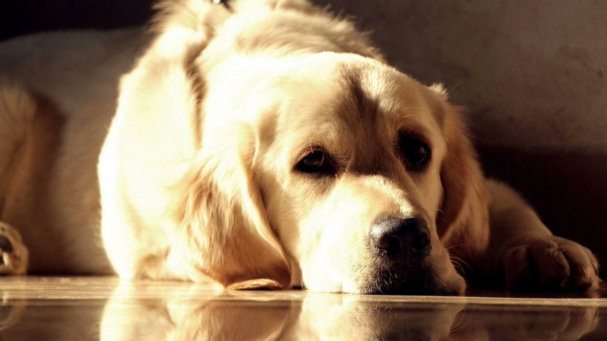 sage_s65739624's tweet photo. It's easy-going, friendly, and energetic. You'll see why Labrador Retrievers are a preferred family pet choice. They're even as comfy on the couch as they are bounding around with their endless energy. #LabradorRetrievers #Dogs #FunFacts #LabradorFacts
https://t.co/cmFaQoZbZN https://t.co/TtBPKtpWft