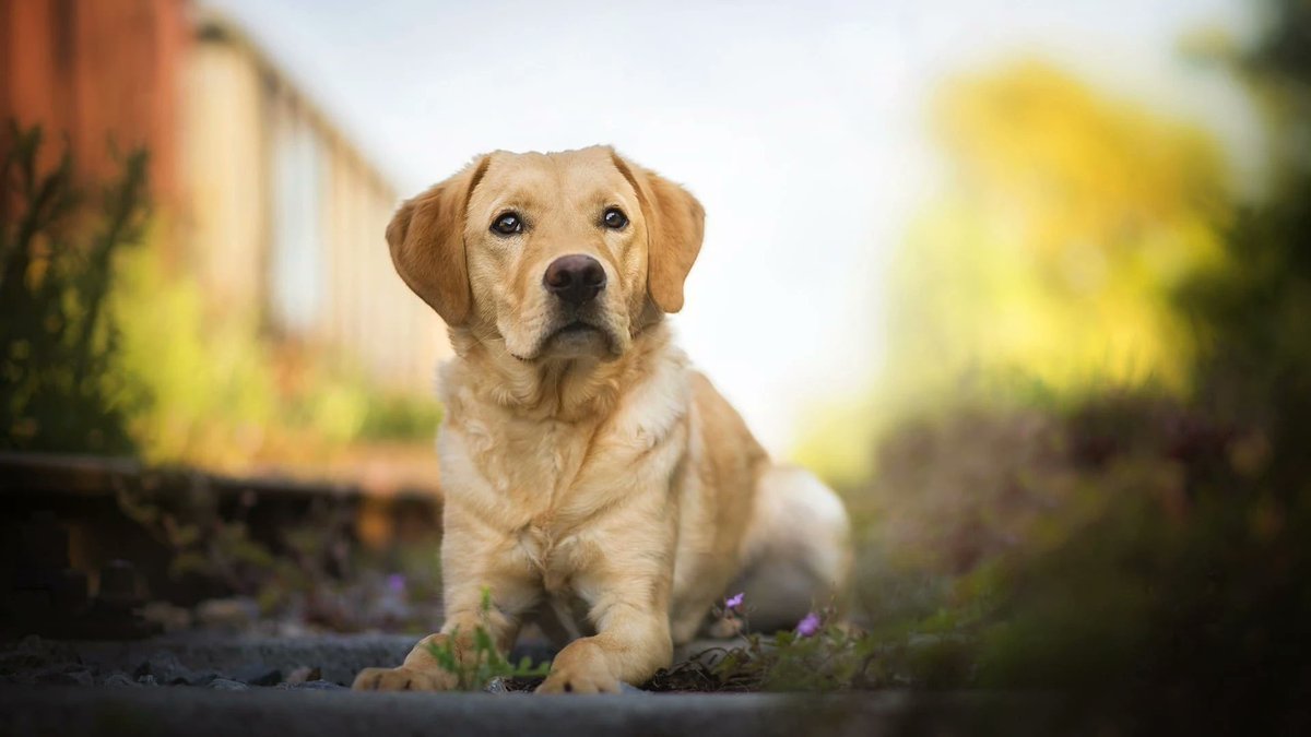 sage_s65739624's tweet photo. It's easy-going, friendly, and energetic. You'll see why Labrador Retrievers are a preferred family pet choice. They're even as comfy on the couch as they are bounding around with their endless energy. #LabradorRetrievers #Dogs #FunFacts #LabradorFacts
https://t.co/cmFaQoZbZN https://t.co/TtBPKtpWft