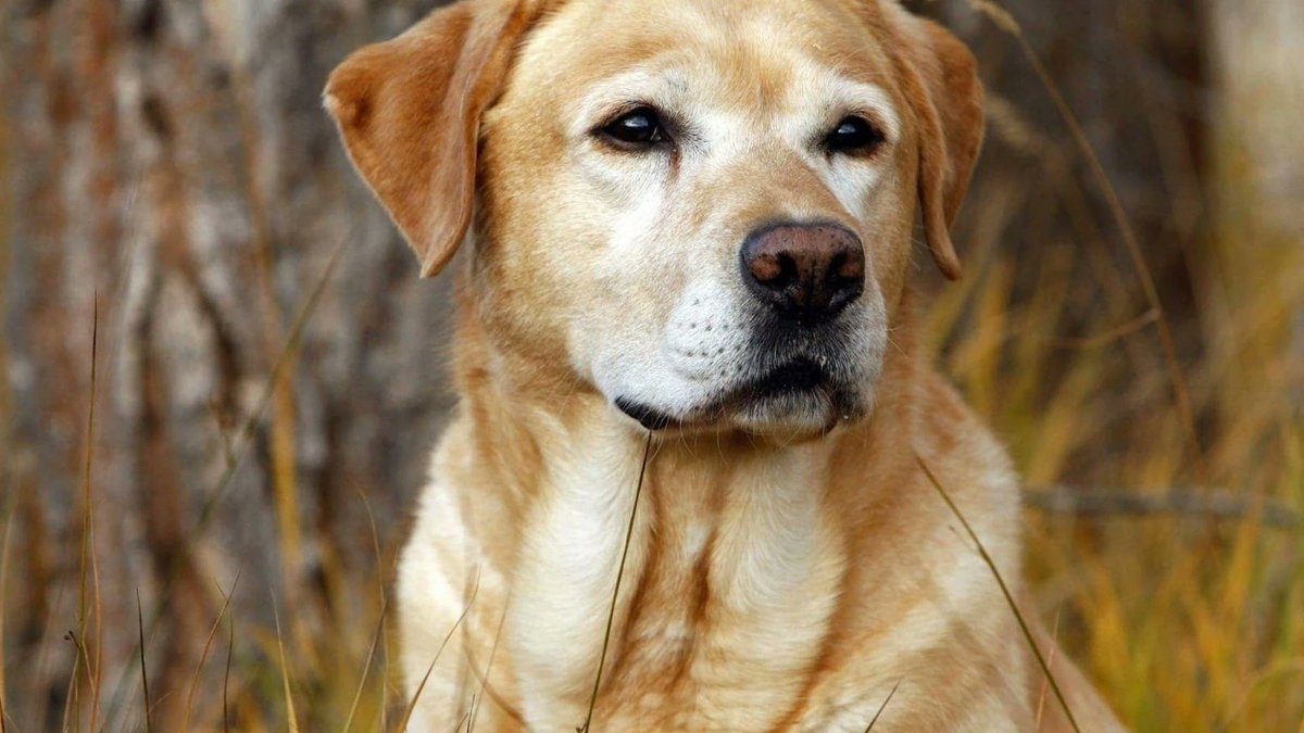 sage_s65739624's tweet photo. It's easy-going, friendly, and energetic. You'll see why Labrador Retrievers are a preferred family pet choice. They're even as comfy on the couch as they are bounding around with their endless energy. #LabradorRetrievers #Dogs #FunFacts #LabradorFacts
https://t.co/cmFaQoZbZN https://t.co/TtBPKtpWft