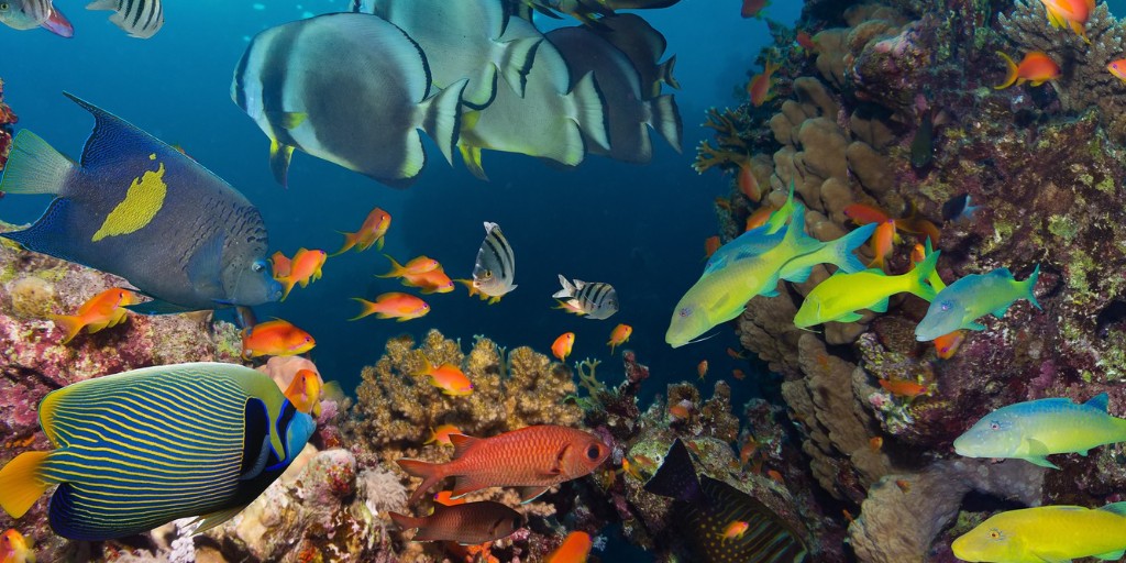 Science and Engineering @ MQU (@mqscieng) on Twitter photo Professor Culum Brown from the School of Natural Science was featured in <a href="/PopSci/">Popular Science</a> this week, with his research on how captive fish have feelings that we are just beginning to understand. Head to macq.it/3K6v64T to read more! 🐟 Professor Culum Brown from the School of Natural Science was featured in <a href="/PopSci/">Popular Science</a> this week, with his research on how captive fish have feelings that we are just beginning to understand. Head to macq.it/3K6v64T to read more! 🐟
